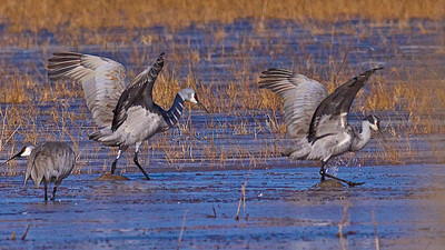 Sand Hill Cranes Dancing on Water, Bosque del Apache, New Mexico
