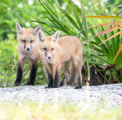 Kits coming out of den
