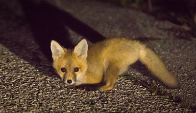 Fox Kit born without front legs