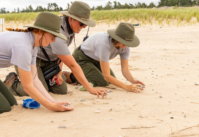 13 a.NPS_rangers_release_chicks_after_banding_them
