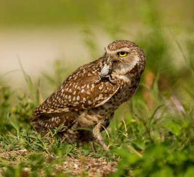 Burrowing owl with frog