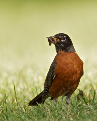 Robin