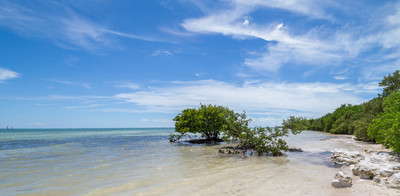 Mangrove on Anne's Beach