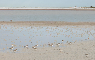 Piping_plover,_Snowy_Plover,_Wilson's_Plovers_,_Black_Bellied_Ploverand_Sanderling?