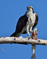 Osprey with Trout, Florida
