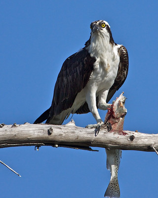 Osprey with Trout, Florida