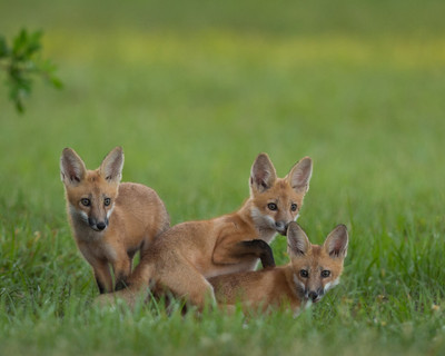 Red  Fox Kits