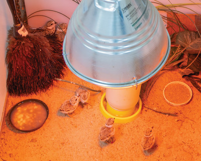 32.Young chicks huddle under the heat lamp and feather duster.