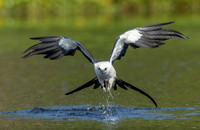 5.Kite lifting off after bathing