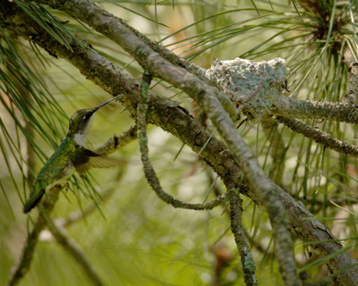 Hummingbird putting spider web over cotton on nest