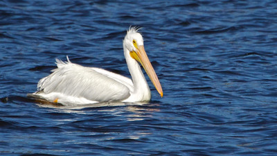 White Pelican Swimming