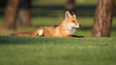 Golden Vixen