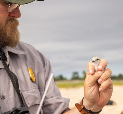 11 a.Vince_examines_a_chick_just_banded