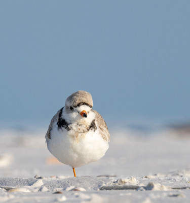 A_piping_plover_in_breeding_plumange_resting_on_one_leg