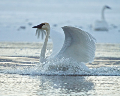Swan Splashing