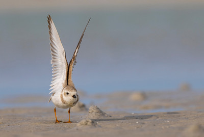 Piping_Plover_stretches_wings