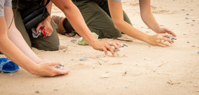 13 b. closeup_of_the_NPS_rangers_releasing_banded_chicks