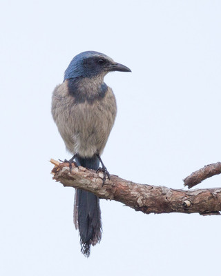 Florida Scrub Jay