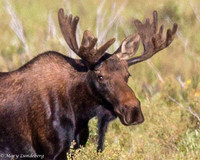 bull moose closeup