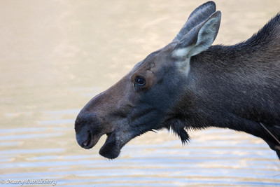 Moose Call