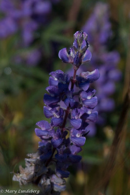 Colorado Mountain Wildflower