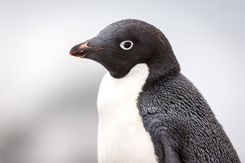 1closeup Adelie penguin