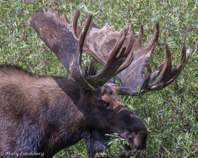 Bull Moose Eating Willow_