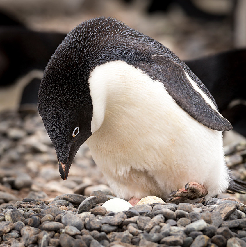 3 Adelie penguin checking on eggs