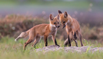 two kits