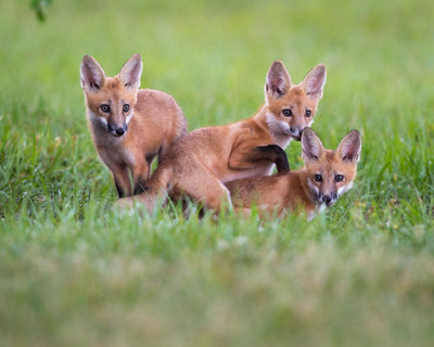 Red__Fox_Kits