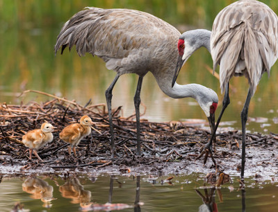 Florida Sandhill Crane Family