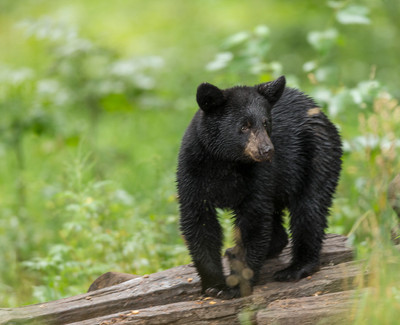 Wet Cub in Wildflowers
