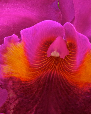 Orchid closeup