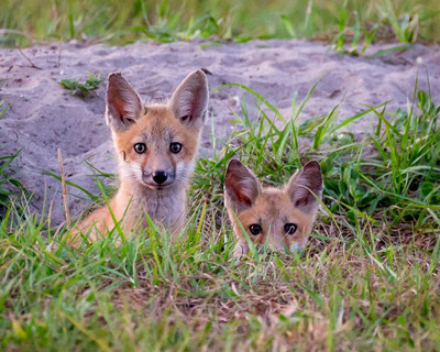 Kits in Den