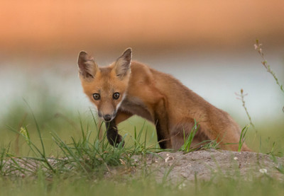 Kit emerging from den