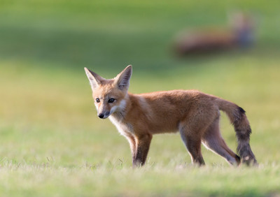 Red Fox dddKit