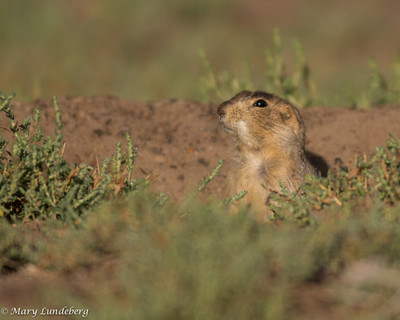 Gunnison's Prairie Dog