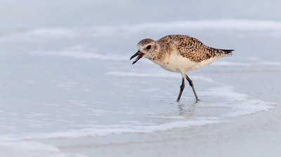 Black Bellied Plover non-breeding plumage with worm