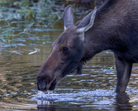 Closeup Cow Moose Drinking