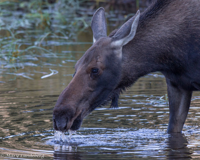 Closeup Cow Moose Drinking