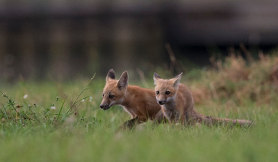 Kits running