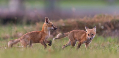 catch me if you can