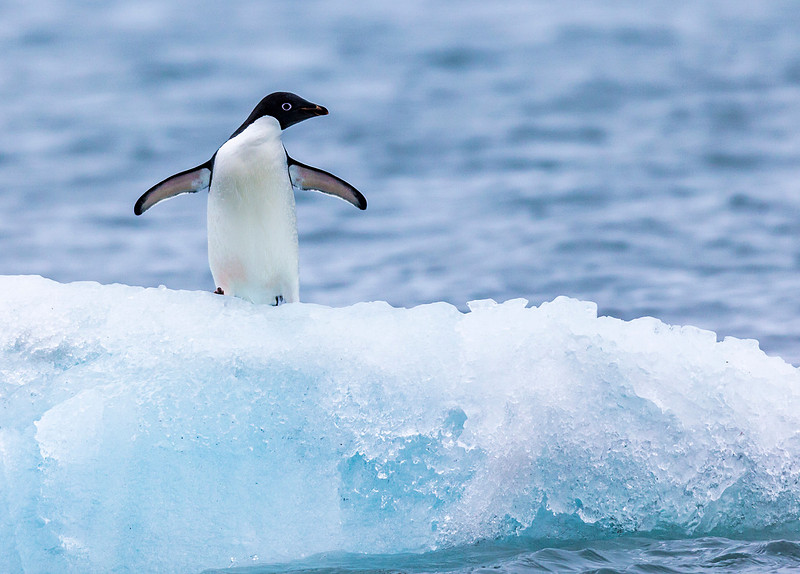 2Adelie penguin on iceberg