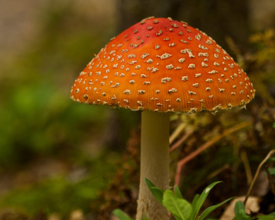 Mushroom 2, WI