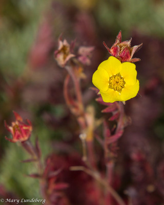 Alpine Mountain Flower, Mount Evans