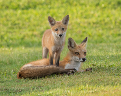 Kit Standing Over Mom