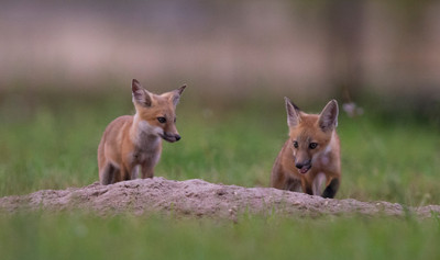 fox Kits