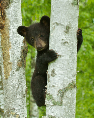 Shy Black Bear Cub