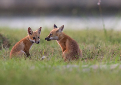 siblings