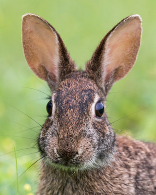 Rabbit eyes and ears